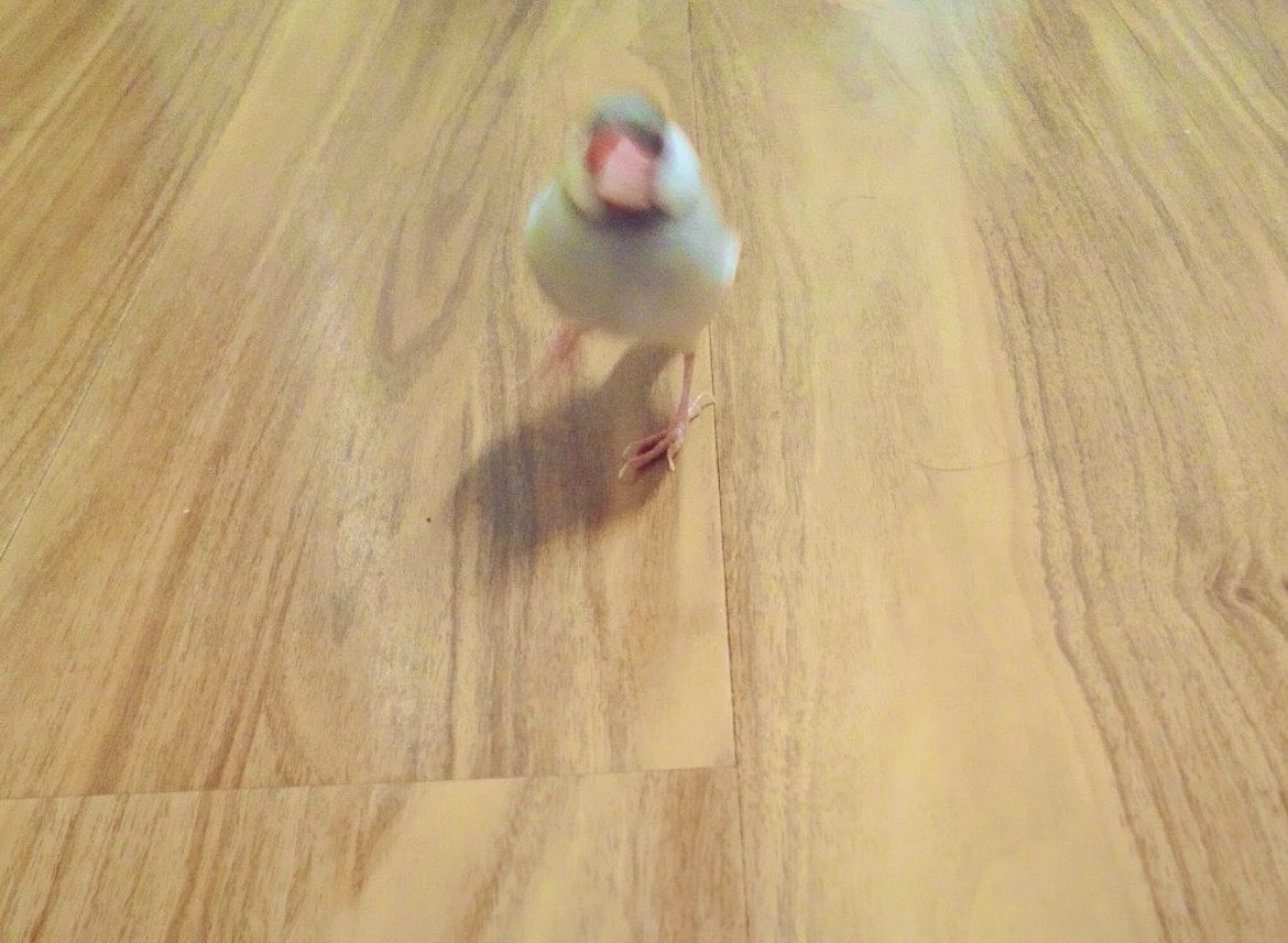 okaericoma's tweet photo. 飛べるのにどうして走ってくるんだろう　リュックのように羽を背負って #文鳥短歌 https://t.co/XjNvQzFreA