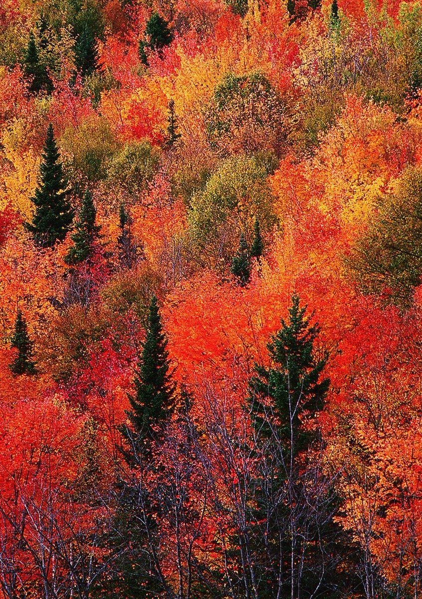 0DelicateNuture's tweet photo. The most beautiful colors of the fall ... " - taken with a drone over rural Hartford area in Connecticut, New England, US 🍂🍁🍂 https://t.co/mN6LQZHoWf