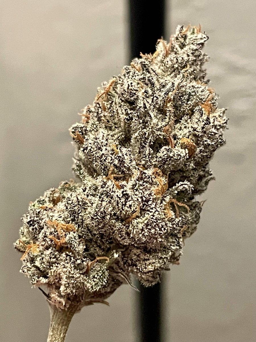 Thctitan's tweet photo. Red Hot Violet and the smoke report
🌱📸 SchwifyMilk (Discord) https://t.co/A7M8B9FnTh