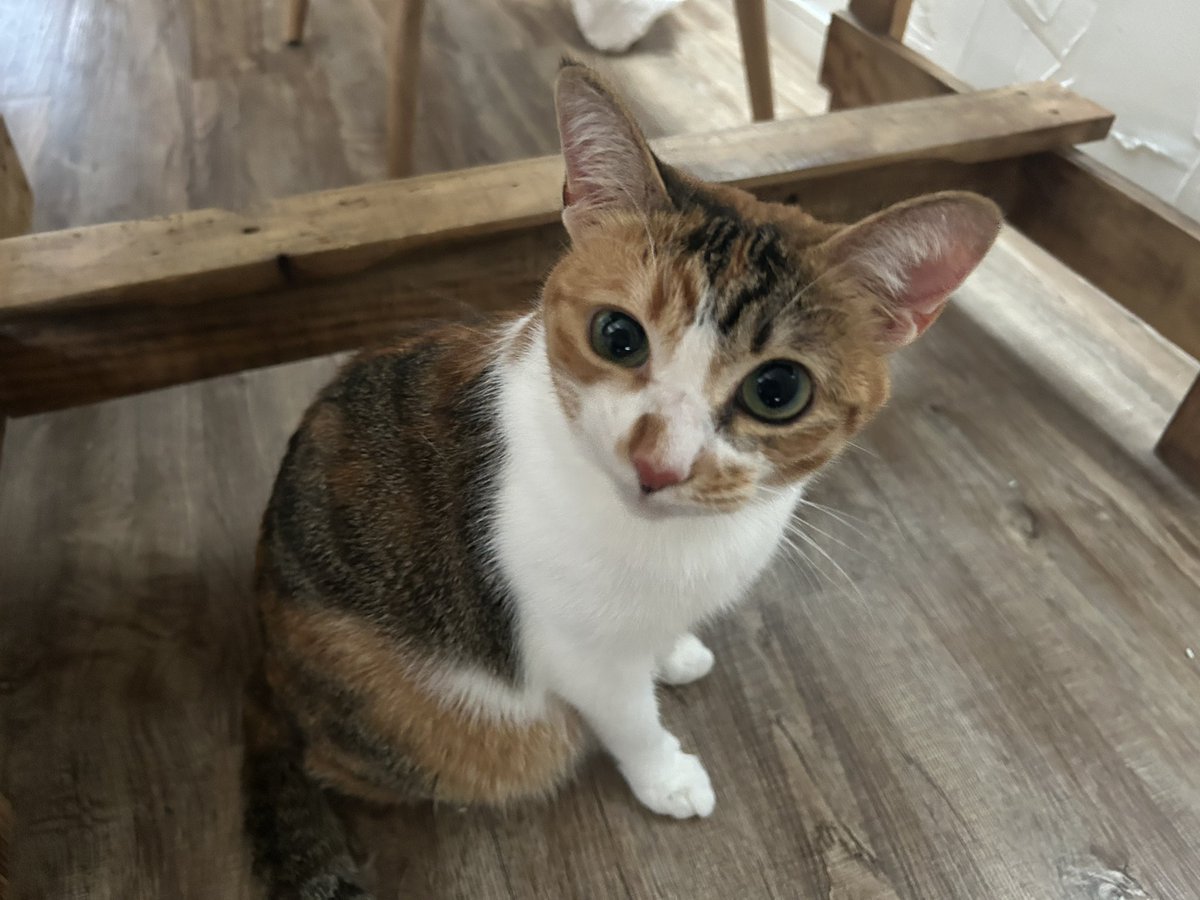 mamireneko's tweet photo. カシャカシャのおもちゃが大好きで飛び回りすぎたゆず。足をひきずって痛そうにしてたので病院に連れていったら、筋を痛めただけとのことで安心😮‍💨

「なんで病院なんか連れていったのよ！」って怒ってる様子。 https://t.co/QNYGNpYbTD