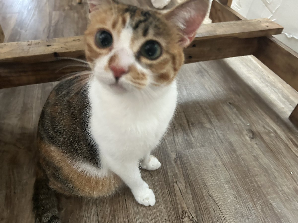 mamireneko's tweet photo. カシャカシャのおもちゃが大好きで飛び回りすぎたゆず。足をひきずって痛そうにしてたので病院に連れていったら、筋を痛めただけとのことで安心😮‍💨

「なんで病院なんか連れていったのよ！」って怒ってる様子。 https://t.co/QNYGNpYbTD