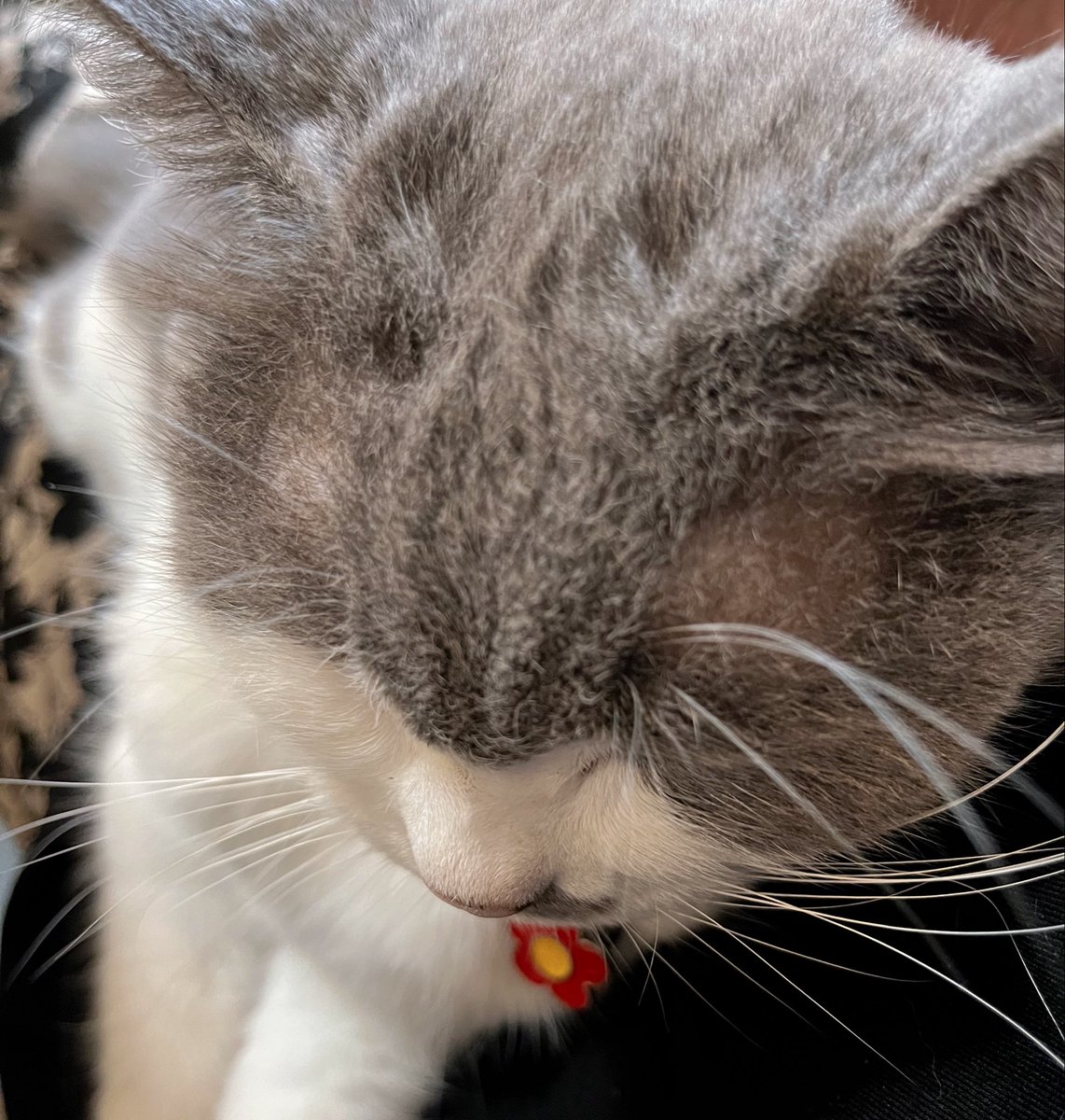 723KAN572's tweet photo. ようやく、昼休みです。
「ストレスを感じない」が日々のテーマです。
柔らかくて暖かくて優しいものに触れると幸せホルモンが爆誕するので、重宝しています😽 https://t.co/9bzcte8Sfg