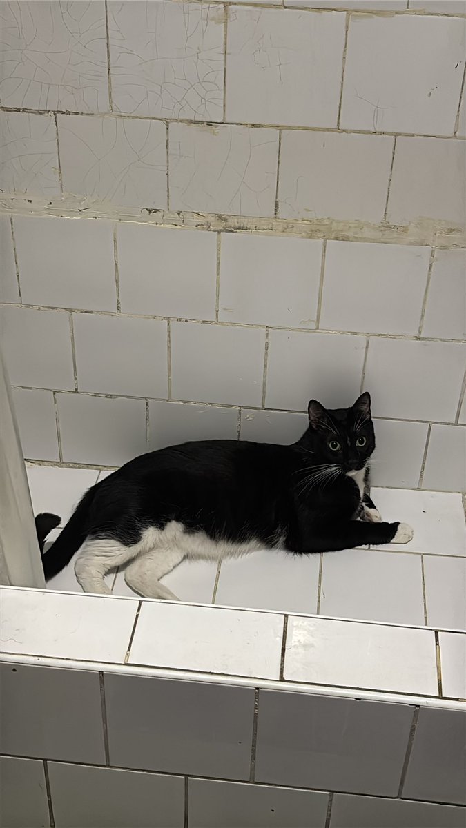 sochisof's tweet photo. q son los grupos de gatos silenciosos y porq neko no está en ninguno https://t.co/iEBzHyR9xu