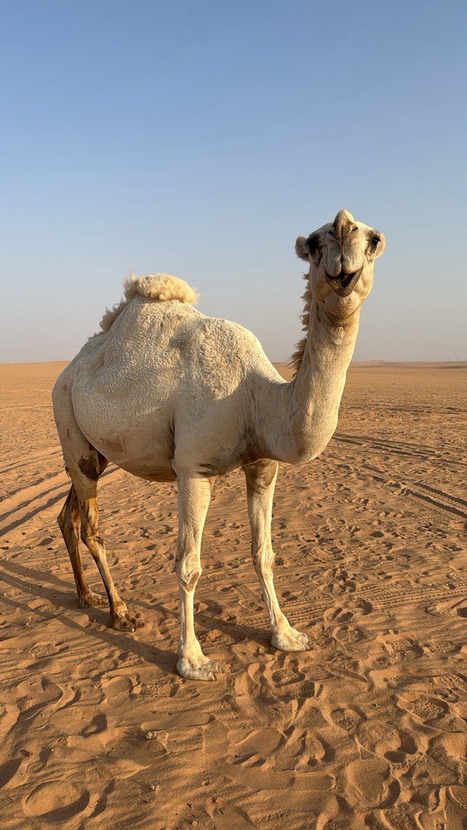 gv_ix1's tweet photo. البدوي الجنتلمان 🥰👀. https://t.co/MqF631dqAZ