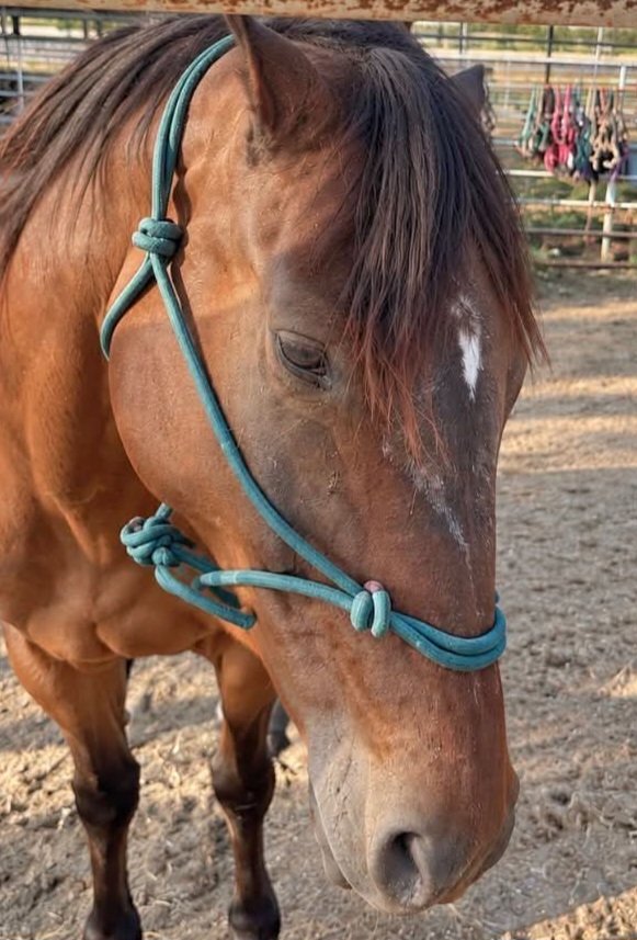 SRF_SOSS's tweet photo. SHIPS TUESDAY🆘️ After 6 foals, when it was sensed she was no longer producing, she was tossed away like garbage. Please help SHIMMY get to her rescue home waiting instead🙏SHARE, DONATE🙏 
9️⃣9️⃣8️⃣🐎🏥🚛
https://t.co/n7Ul67yuCu
More options at https://t.co/3kFwMg1PQQ https://t.co/20yzjErgDJ