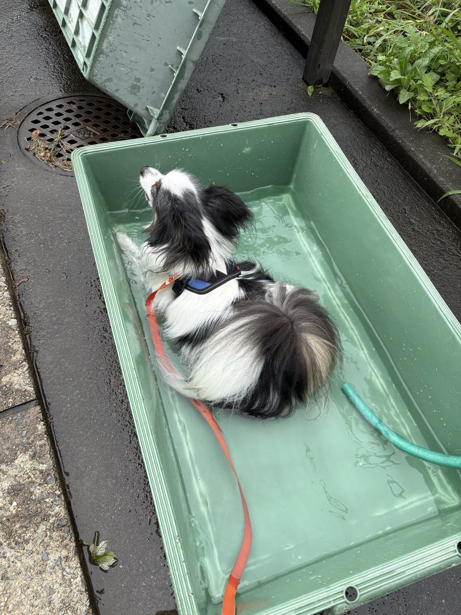 mapapy's tweet photo. だいぶ涼しく🍂なってきたから、もう水浴びはできなくなるな〜🐶 https://t.co/D20LGBUuqc