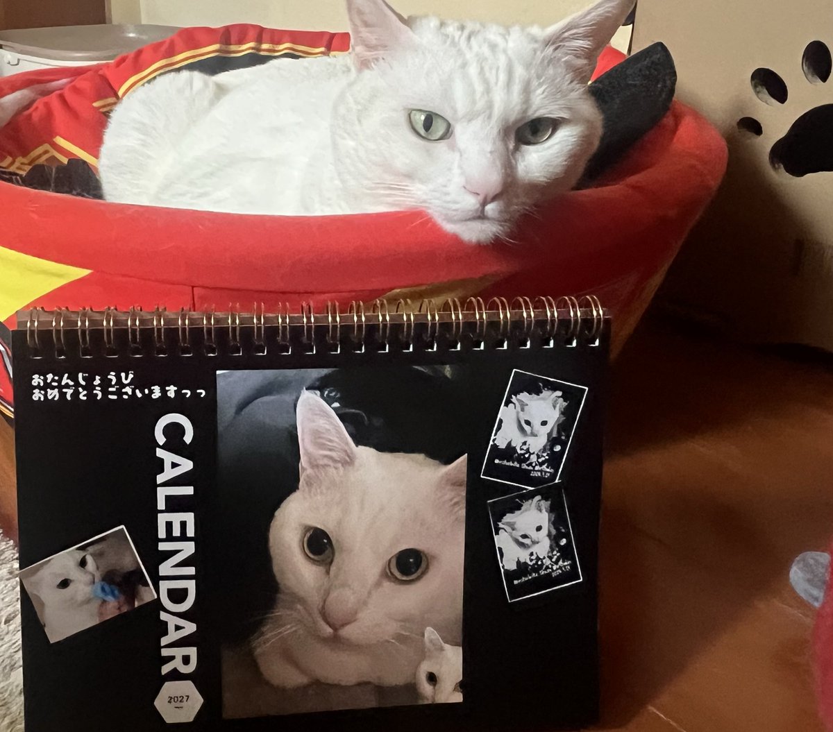 Deshabillz2022's tweet photo. 最後に、忘れてた！これ凄い！𝕏画像のみ綺麗な作りでした。

後、謎の公式から出てるこれくれた人本来は紙袋だがしっかり瀬文さん色の袋でした。

ありがとうございます。

#9月30日 以上 https://t.co/x8TM0sHwdx