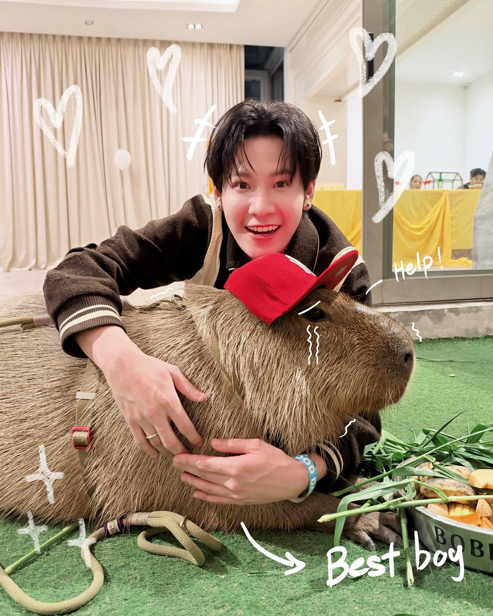 _rakmanow_'s tweet photo. คาปิบาร่า กับ สิงโตปราชญา https://t.co/SnhoAVceTN