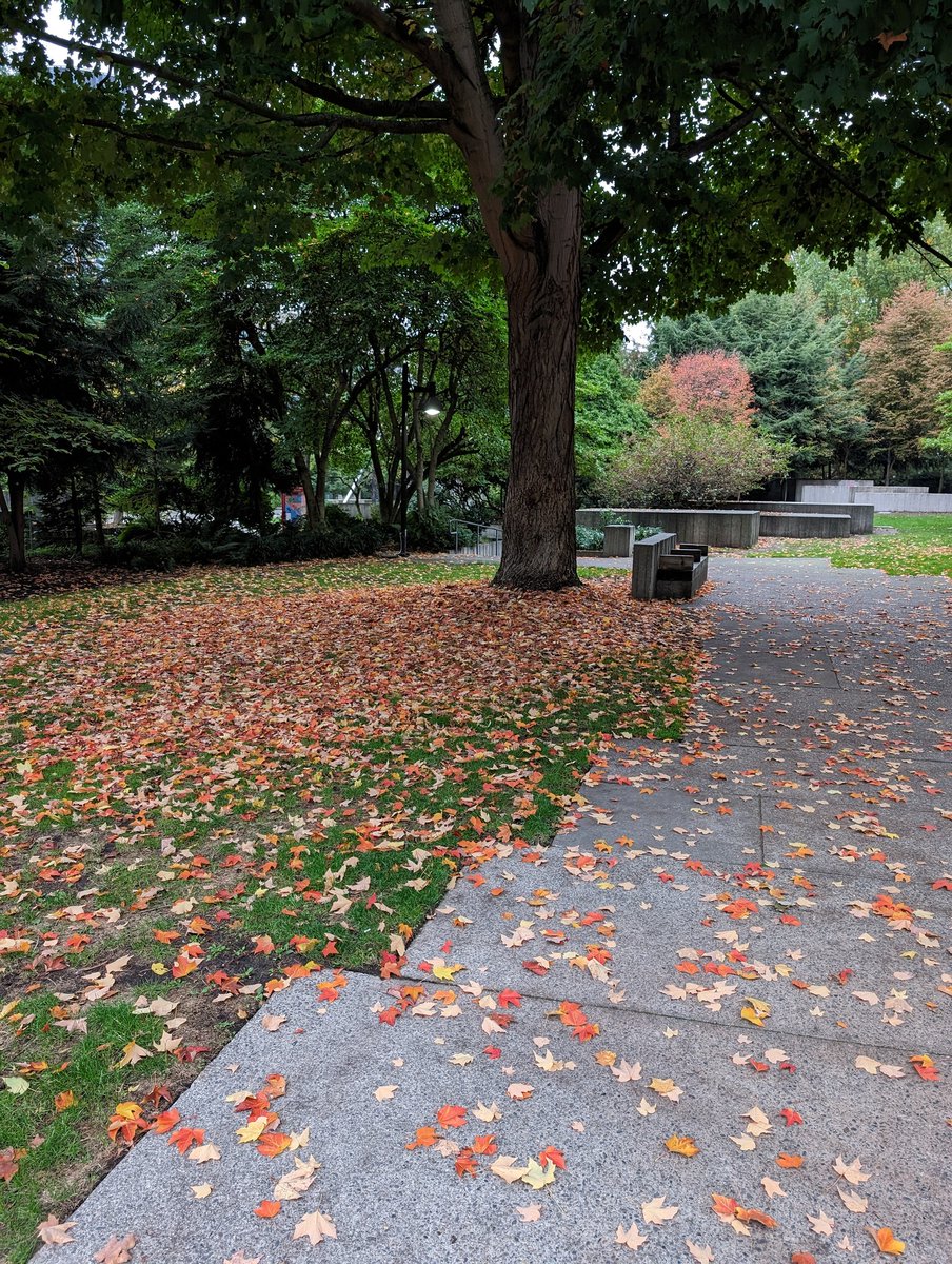 seattlealexy's tweet photo. Seattle rolls out its own fall carpet. 🍁 A quiet corner of Freeway Park, photographed October 20, 2023. #Seattle #FallPhotography #FreewayPark https://t.co/YYt6gELrEE