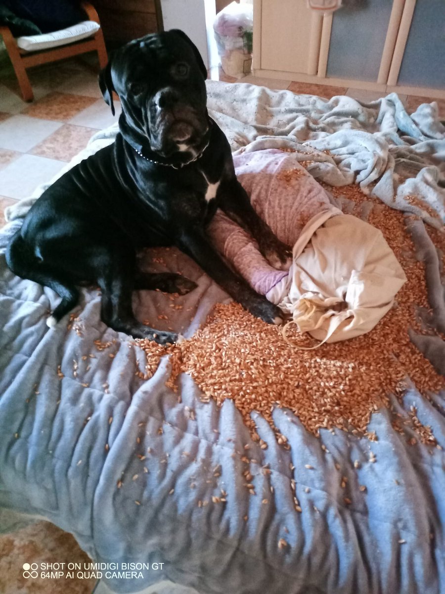 valmgersian's tweet photo. „Dieser Blick, wenn Elvis genau weiß, dass er Mist gebaut hat, aber hofft, dass seine niedlichen Augen ihn vor dem Stubenarrest retten... 🐾😅“
#Hundeblick #HundeAufInstagram #Upps #Hundeleben #Unschuldig #ChaosPur #Hundefoto #LustigeTiere #HundeLiebe #Missetat https://t.co/CHbiJV0ytr