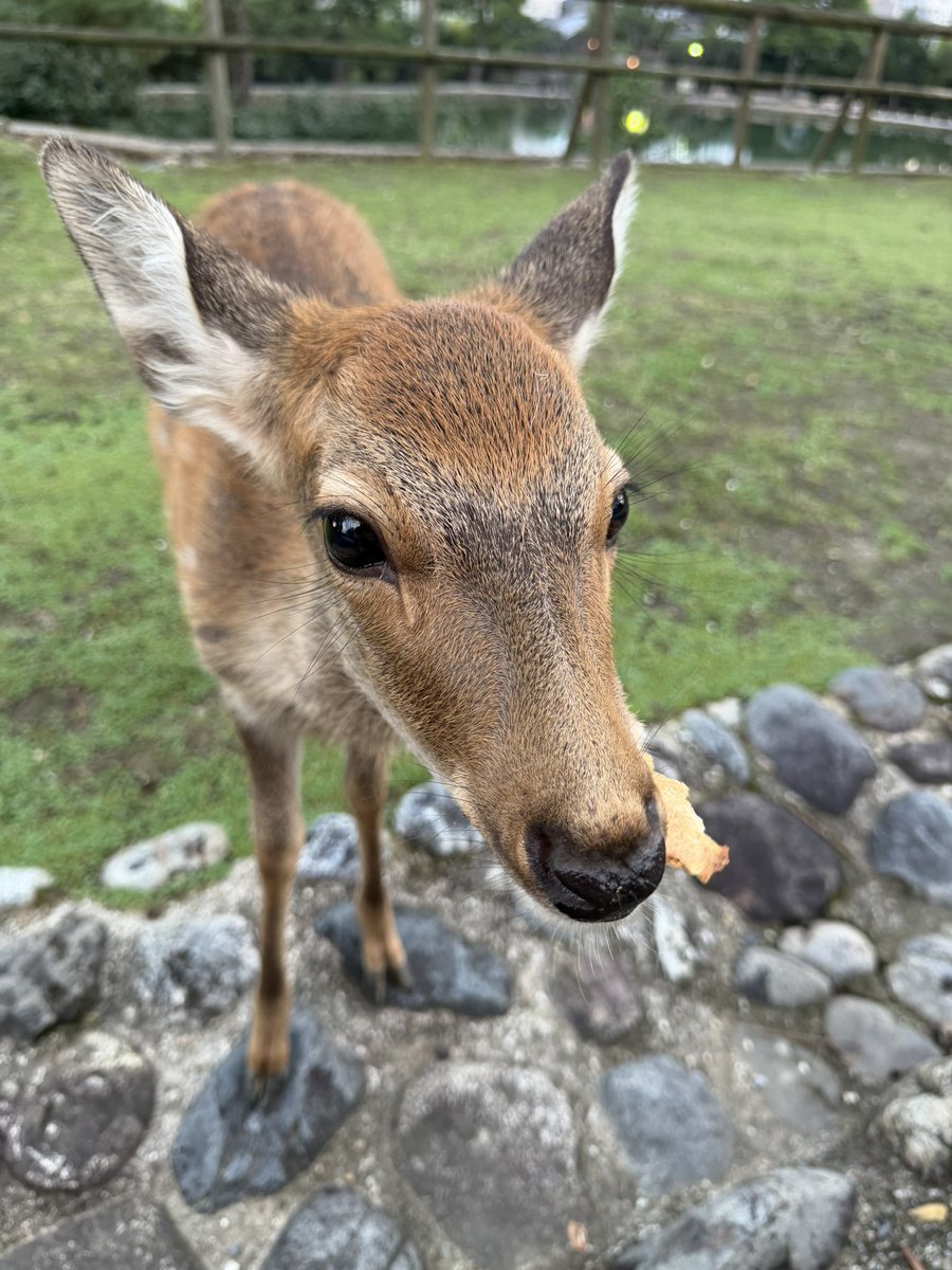 narashika_lover's tweet photo. 鹿せんべいもらったよ🍘

お腹空いてたんだ🦌 https://t.co/1lh6nUCSvQ