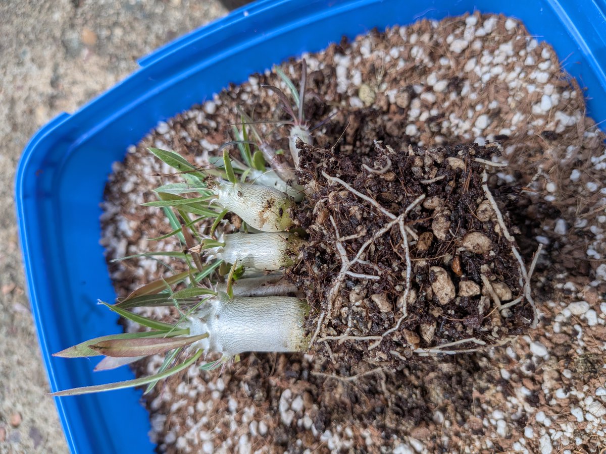 logcactus tweet picture