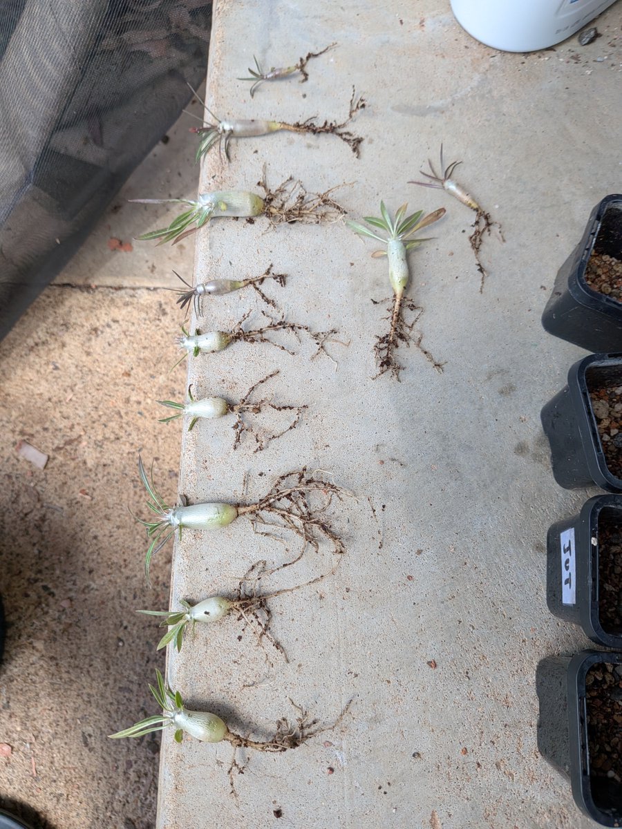 logcactus tweet picture