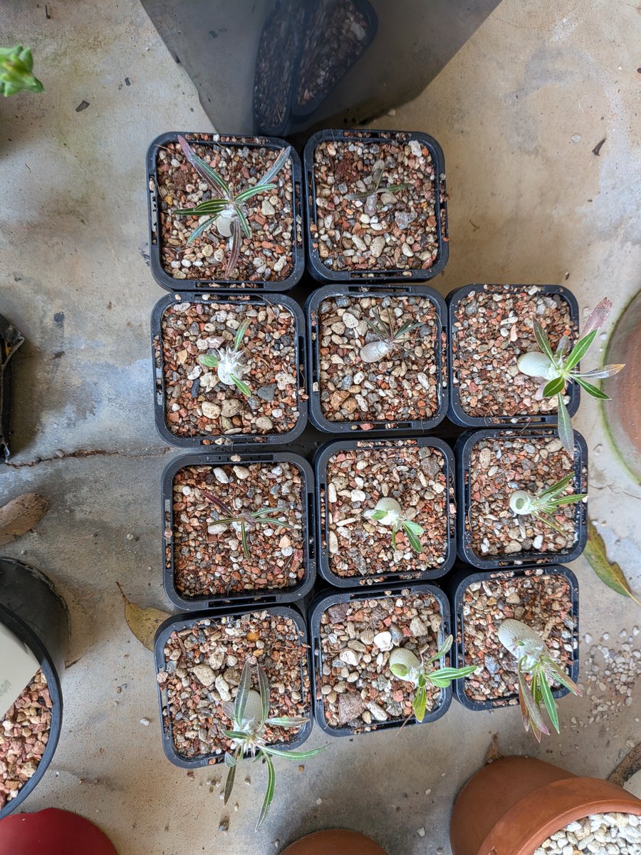 logcactus tweet picture
