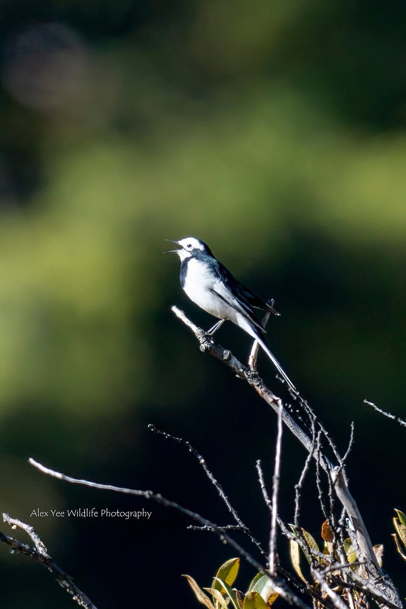 AlexBaling's tweet photo. White Wagtail
Yading Daocheng Scenic Area, China
Oct 2025
Sony A9+400800G
#birdwatching #birdphotography #BirdTwitter #BirdsSeenIn2025 #wildlife #china #yunnanbirds #chinabirds #chinawildlife https://t.co/u2VTLG9be7
