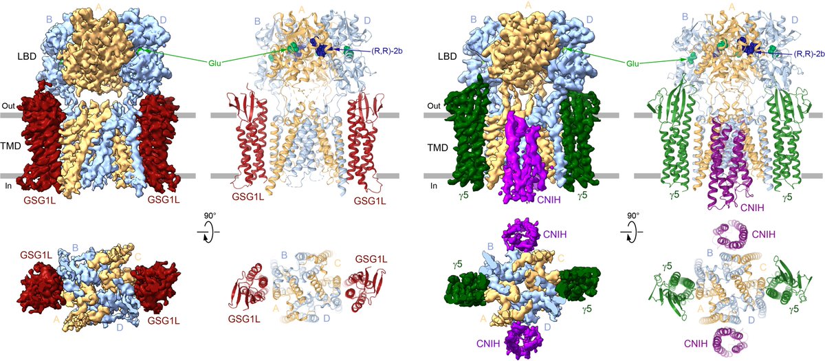 AlexanderSobol6's tweet photo. Officially out in Nature Communications: Structural and functional regulation of GluA2 AMPA receptor by inhibitory auxiliary subunits GSG1L and TARP g5 and by epilepsy-associated disease mutations. @shantigangwar @MariaKarela3 @MKCMU
https://t.co/FGvrE1CwQG https://t.co/K6tQ0nB4TG
