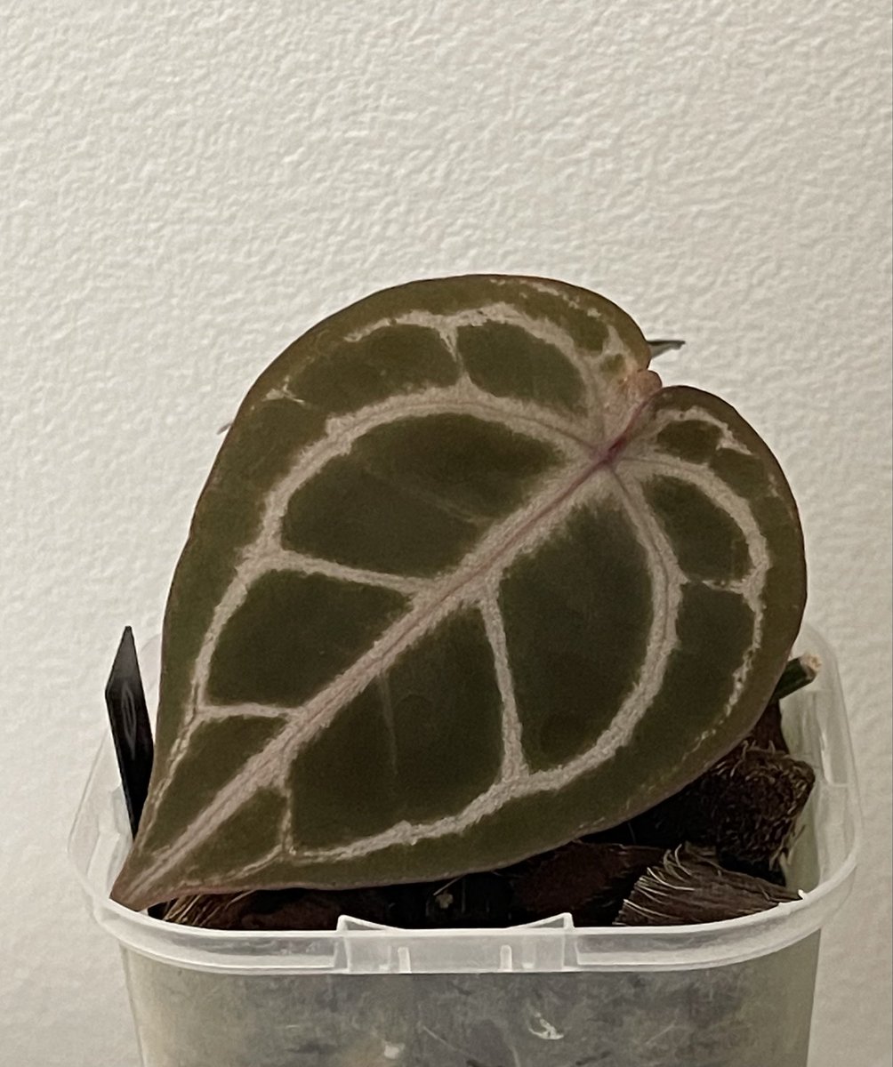 92612IRVINE's tweet photo. #Anthurium
#アンスリウム
#KOSxRC
#コスレッド
9cm🥰
 1株→4株→各2-3芽‥
増えすぎる😂
KosRC畑に‥
🥺芽かきしました．
葉を大きくしたい。 https://t.co/ip9WchJ47Y
