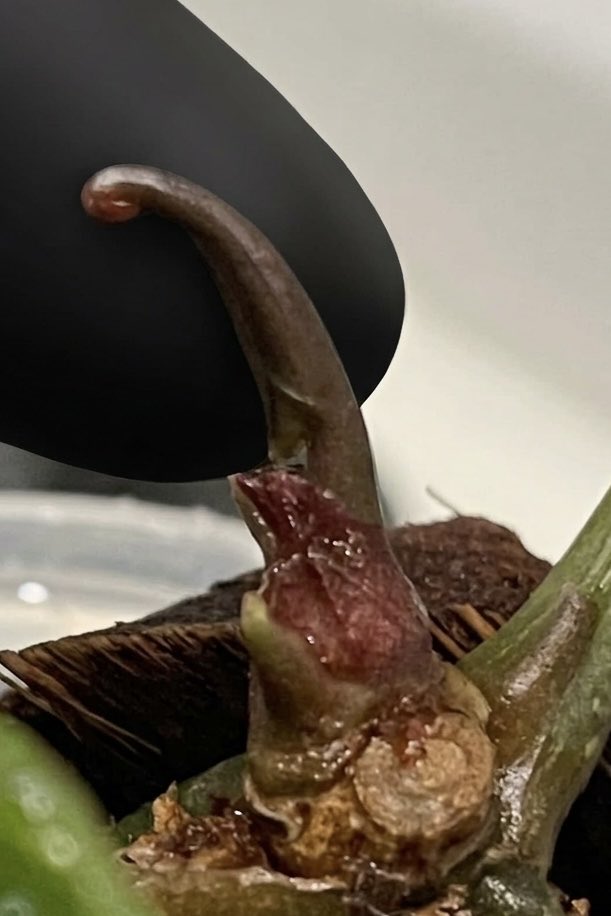 92612IRVINE's tweet photo. #Anthurium
#アンスリウム
#KOSxRC
#コスレッド
9cm🥰
 1株→4株→各2-3芽‥
増えすぎる😂
KosRC畑に‥
🥺芽かきしました．
葉を大きくしたい。 https://t.co/ip9WchJ47Y