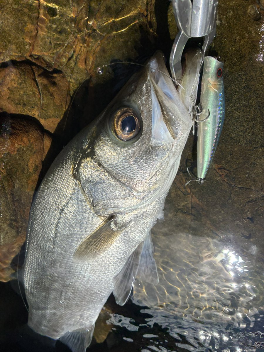 AngusTaro's tweet photo. 3連休ちょい遠征
毎日スズキを釣る幸せ
#アクアウェーブ
#スウェイコール120F
#スウェイコール90F https://t.co/bDLrLTUh4Z