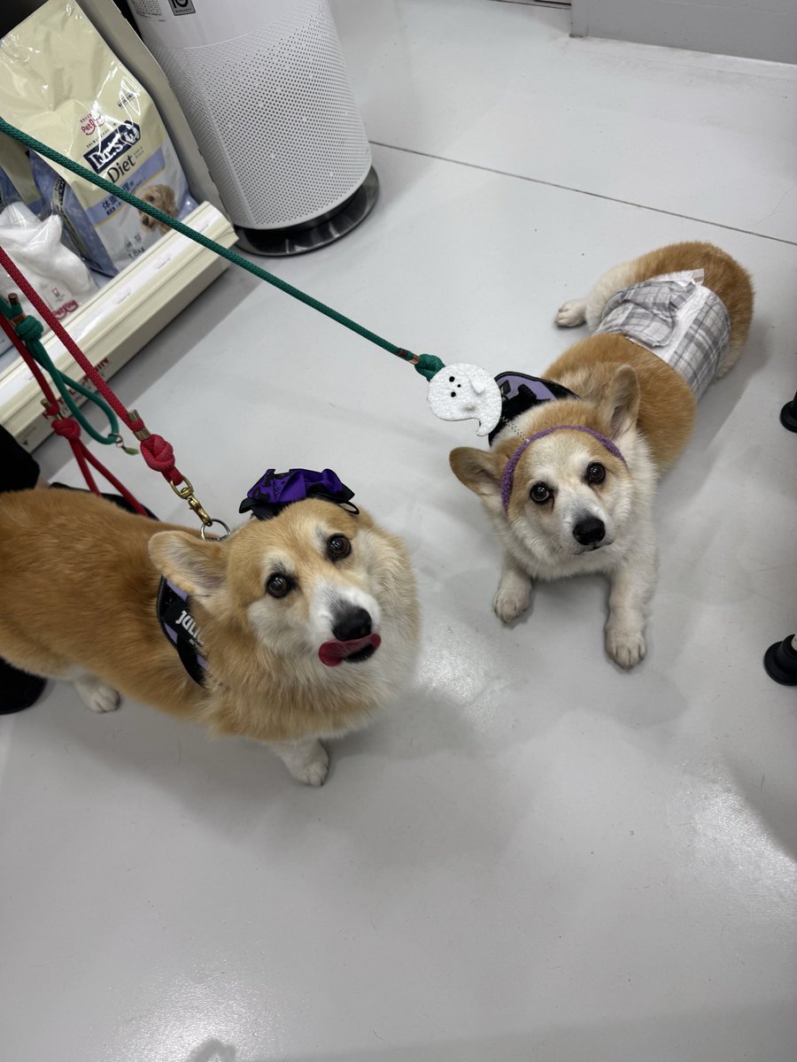 tamomi03's tweet photo. 病院で仮装してもらっちゃった💜 https://t.co/oEdHCCFAxa