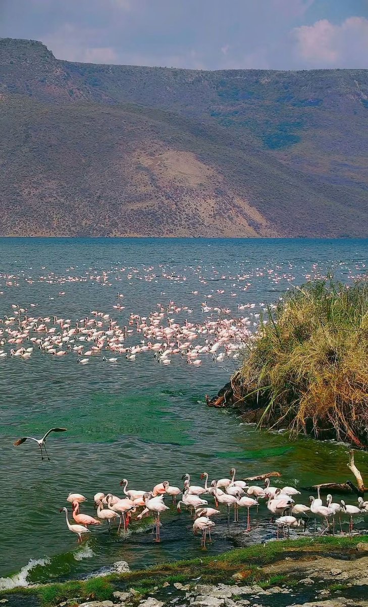254_icon's tweet photo. Karibu Lake Bogoria, another reason to explore Baringo County https://t.co/d6F096w1PJ