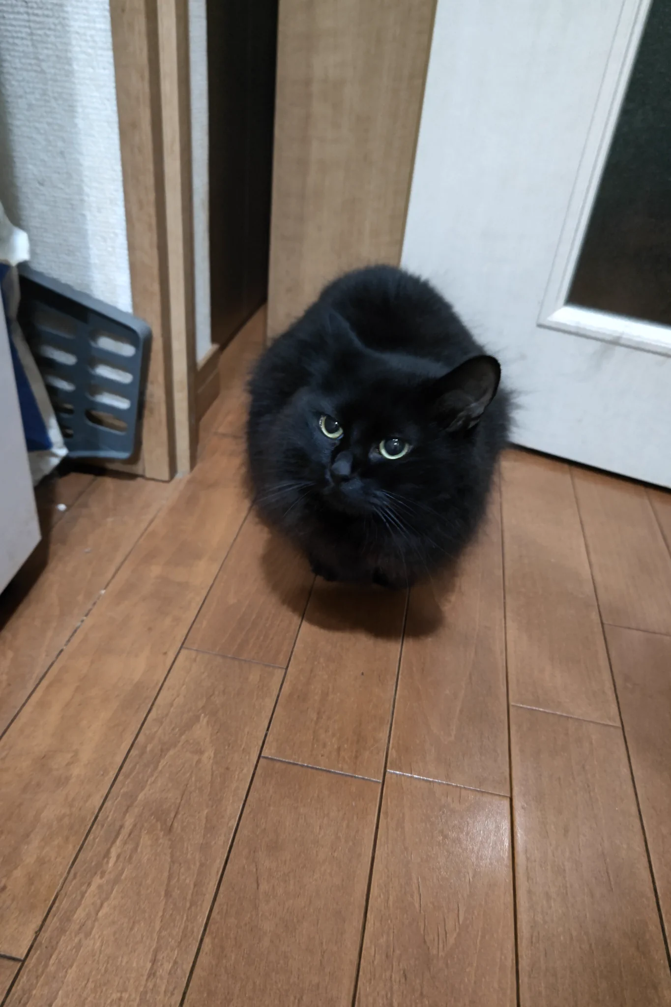 くまねこ ふきうとちー太さん on X: 