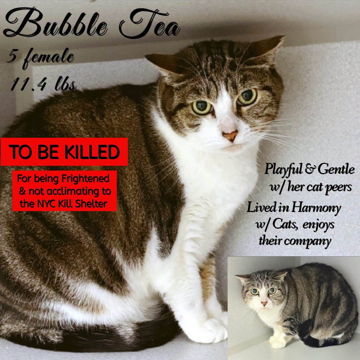 ngremmy's tweet photo. 🆘Please REPOST-adopt-foster🆘

BUBBLE TEA is on the “emergency placement” list at NYC AC&amp;C and needs out of the shelter by 12 NOON 10/6!

#TeamKittySOS https://t.co/pcRK8mM0qa https://t.co/3ddmHtfy31