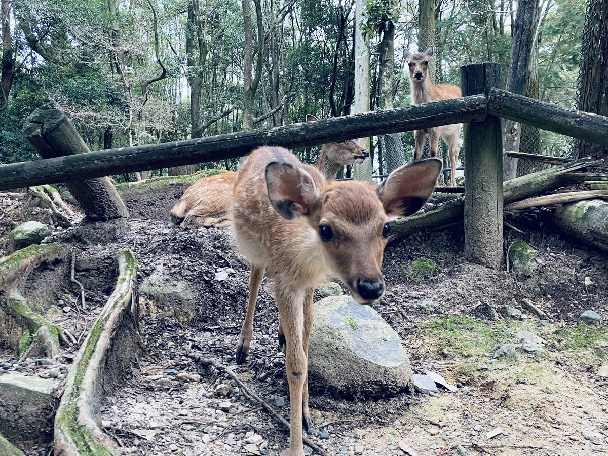 ibusemiri's tweet photo. 🦌「ばぁちゃーーーん」

🧍🏻‍♀️😶😦😮😲😘🤩😀😆 https://t.co/46gFlN7M1w