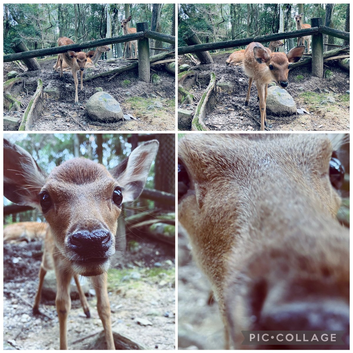 ibusemiri's tweet photo. 🦌「ばぁちゃーーーん」

🧍🏻‍♀️😶😦😮😲😘🤩😀😆 https://t.co/46gFlN7M1w