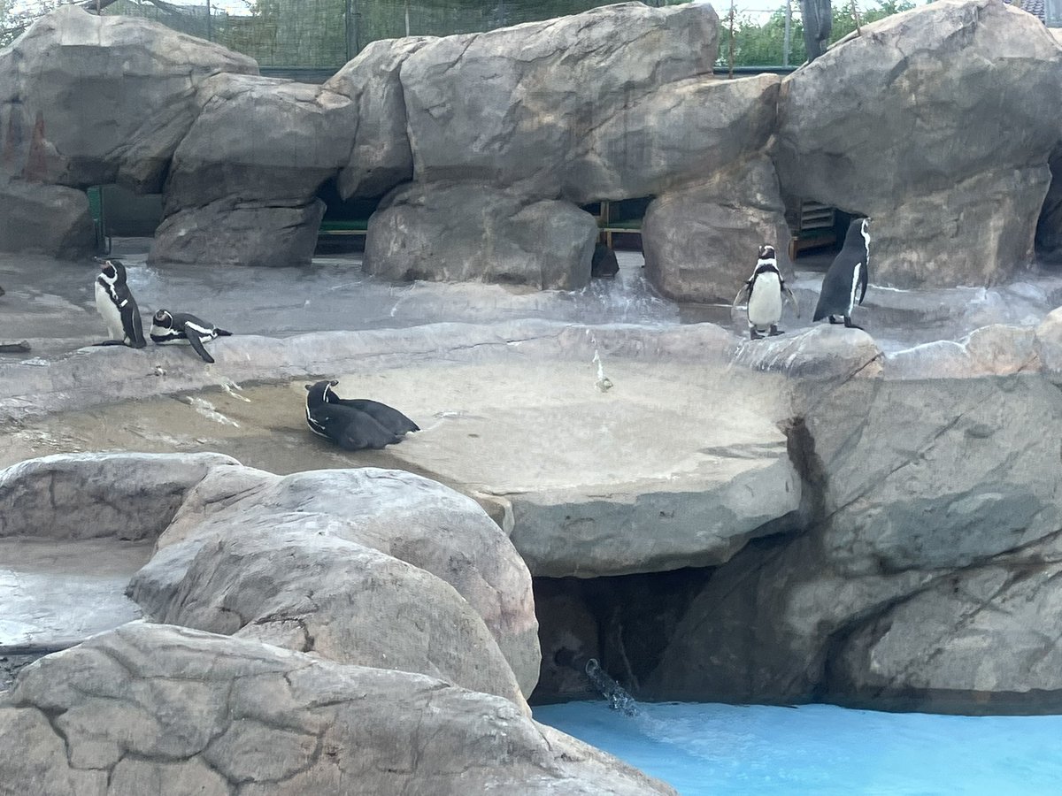 GENd20's tweet photo. フンボルトペンギン https://t.co/GsCRxlN3Bl