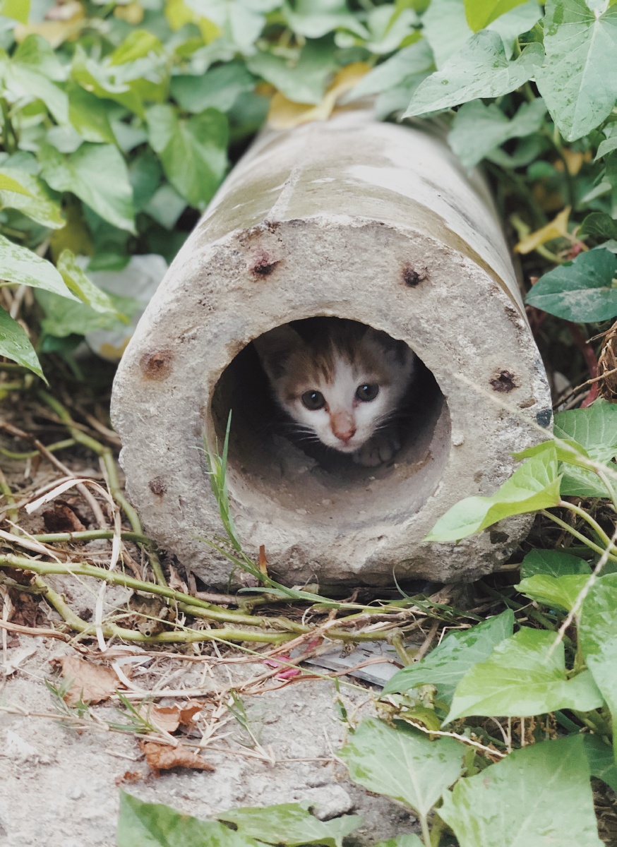 MichellaDhina's tweet photo. [A cute little cat climbed over the bamboo fence and hid behind the earthen altar, its round eyes peeking out playfully!]， https://t.co/5yJ5o1nCKa
