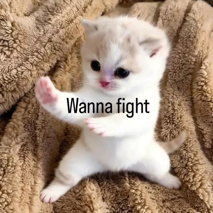 Ani_We_'s tweet photo. Don't dare to see or Touch my Baby's property...i can fight 😭 😭 🙂‍↔️🙂‍↔️🤣🤣

#WilliamEst #วิลเลี่ยมเอส https://t.co/VpQpKBktNx