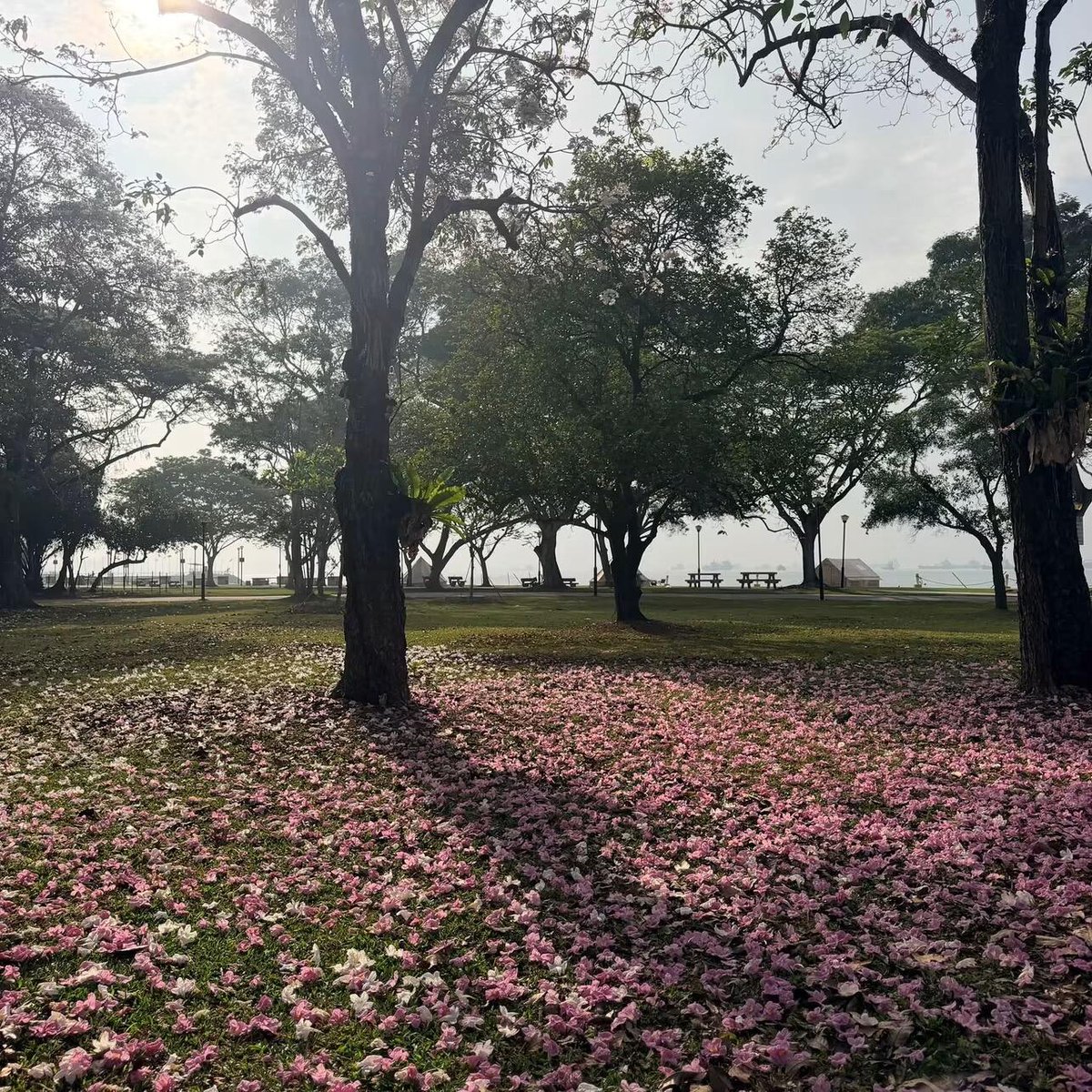 Calistaxcv's tweet photo. Petals scattered all over the ground it's truly beautiful. https://t.co/P7do57YZWY