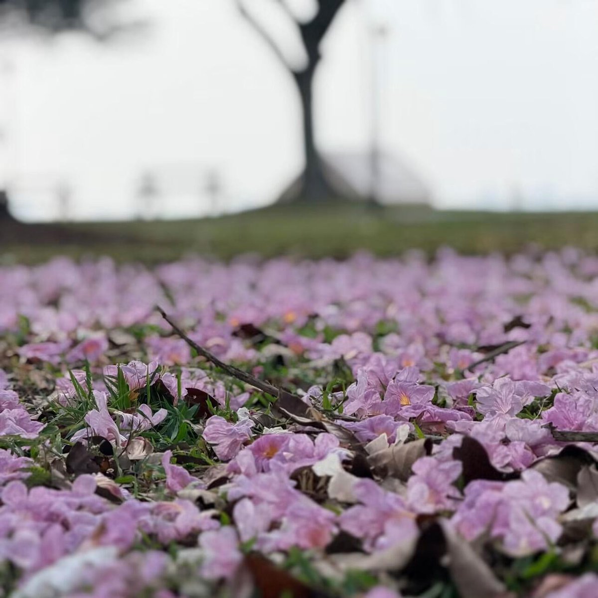 Calistaxcv's tweet photo. Petals scattered all over the ground it's truly beautiful. https://t.co/P7do57YZWY