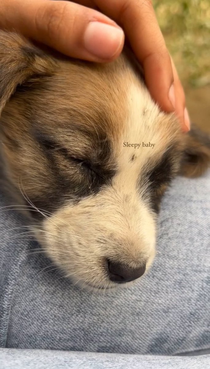 Sheewee_'s tweet photo. No home, but they still deserves all the love. ❤️ https://t.co/PMzkvNSCxL