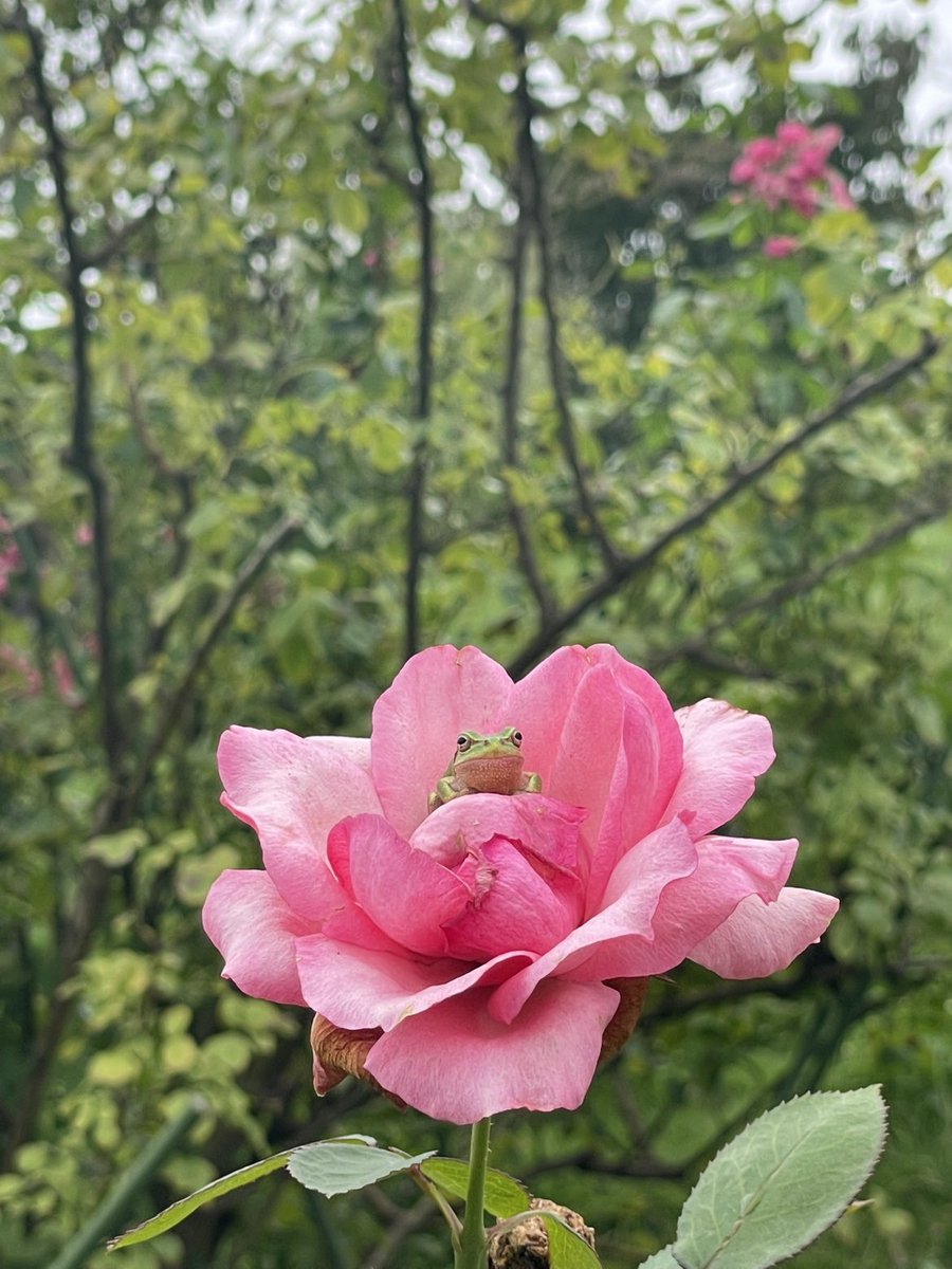 ibarakiflower's tweet photo. バラの中にカエルを発見！

秋バラ開花中です🌹

#いばらきフラワーパーク https://t.co/4DwYkd3s7e