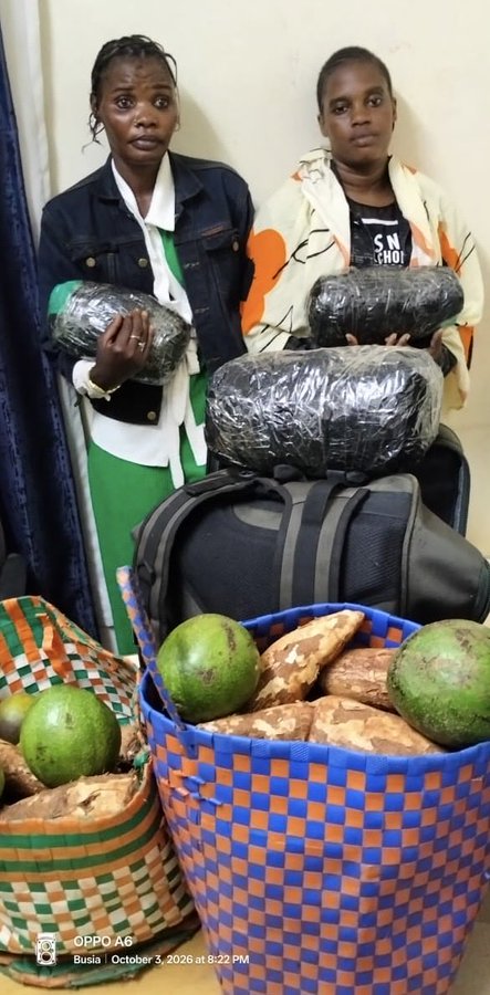 kenyanmirror_'s tweet photo. Two women have been arrested in Busia after detectives recovered three small bales of cannabis sativa, allegedly concealed beneath raw cassava and avocados. #DCI https://t.co/0WytPTy836