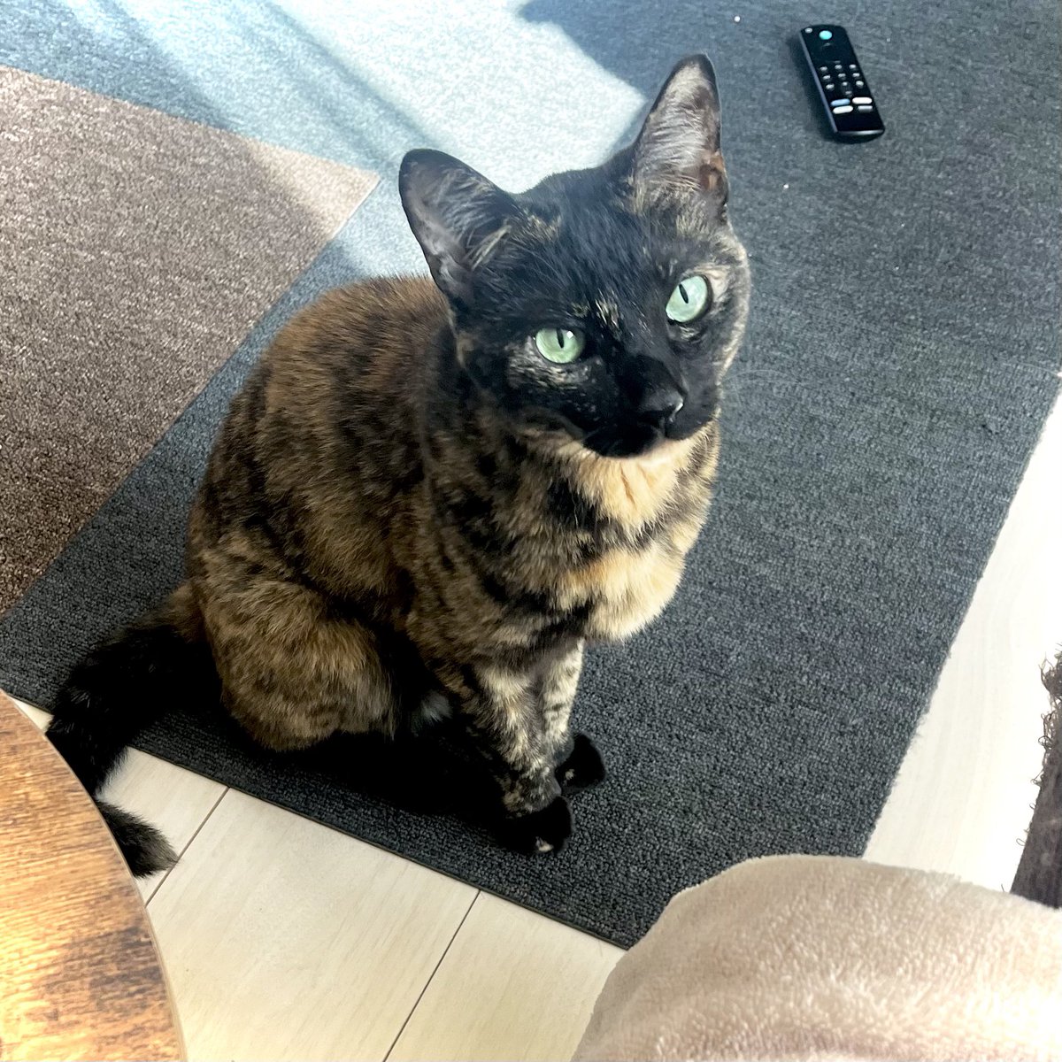 nadeko_cat's tweet photo. おやつください(ｷﾘｯ)ってしてくる🥺

#猫と暮らす #猫がいる暮らし #猫かわいい https://t.co/HhYNSfDbhq