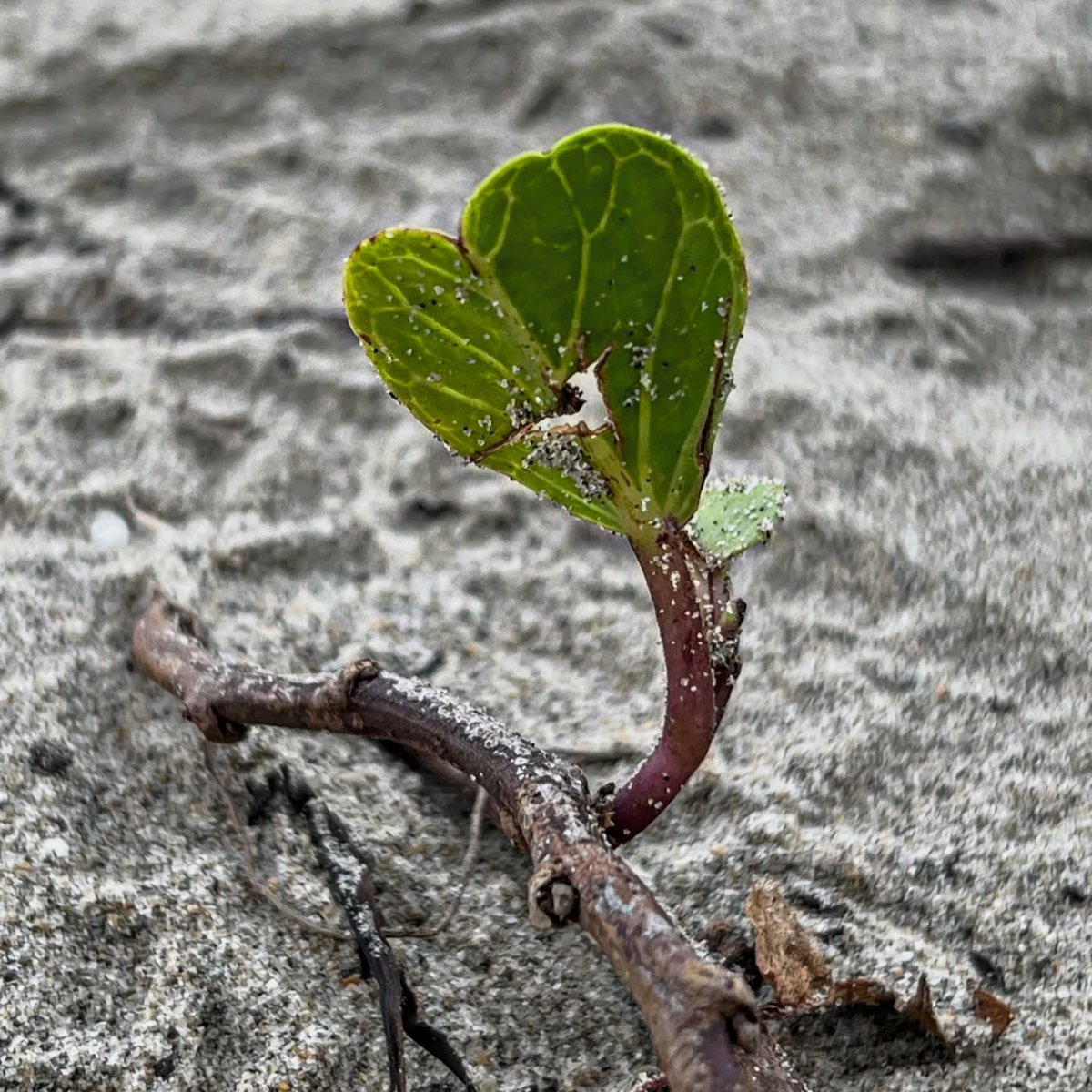 ClauJ02's tweet photo. Life finds a way, even when the ground says no. https://t.co/YYhRcrDDLL