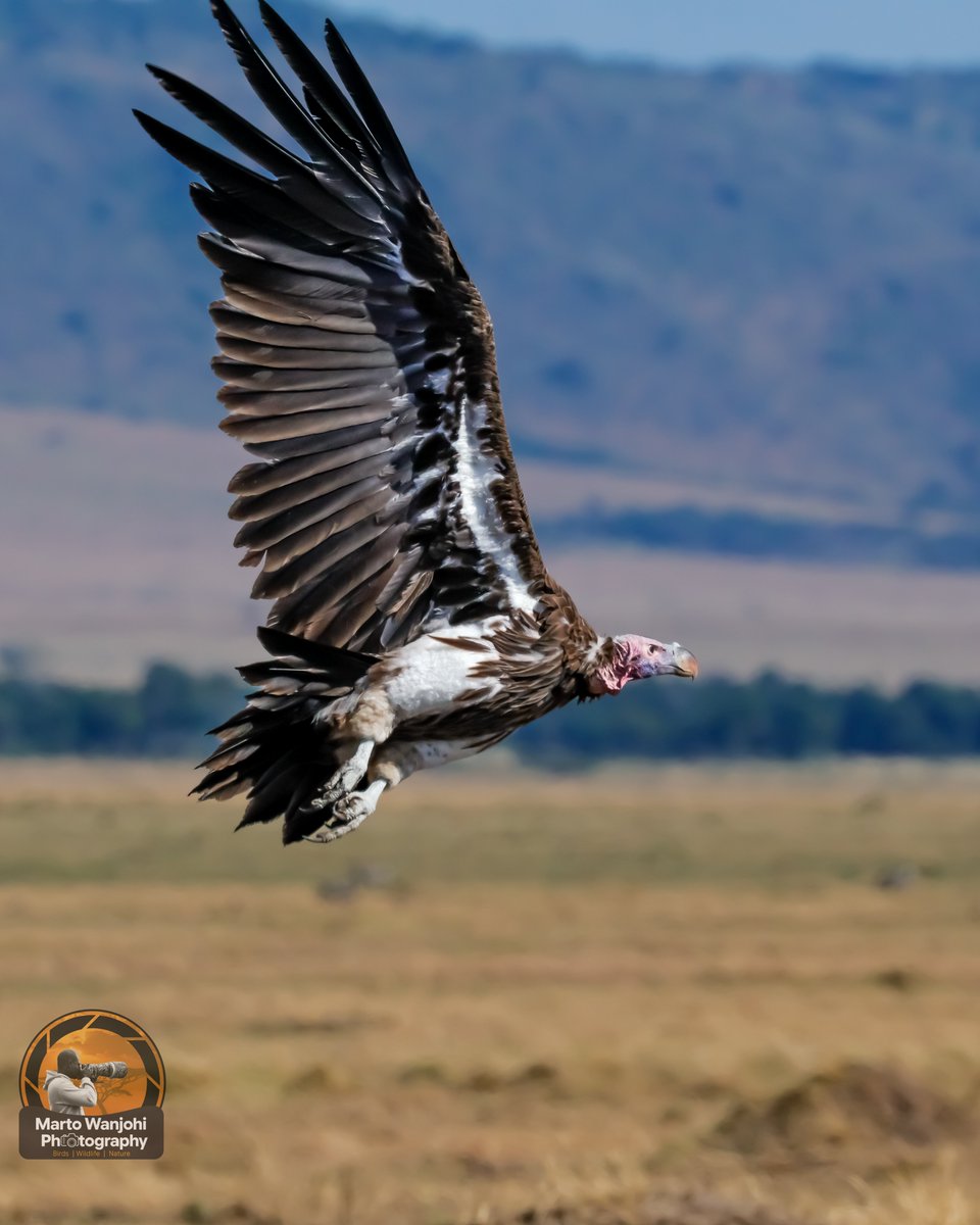MartoWanjohi2's tweet photo. Lappet-faced Vulture

Masai Mara National Reserve,Kenya. https://t.co/f3zxPxIBg3