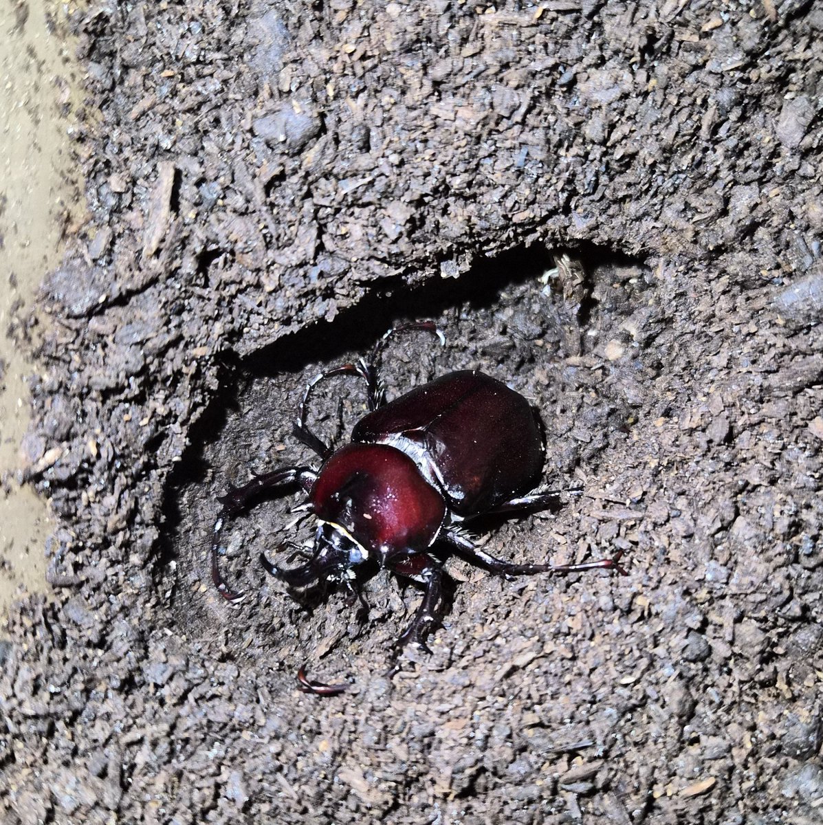 11D086pXRY8708's tweet photo. 多頭飼育にしてはまぁまぁ立派なやつが出てきた😳
#カブトムシ
#パチェコヒメゾウカブト https://t.co/xczLoE77At