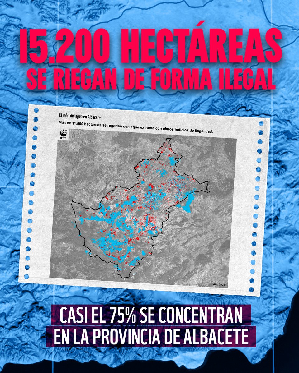 WWFespana's tweet photo. NUEVA INVESTIGACIÓN | ROBO DEL AGUA EN EL SURESTE 💧

📍 Con @FundacionAnse, analizamos Albacete, Almería y Alicante.

→ Crece el regadío intensivo.
→ Aumenta la presión sobre el agua subterránea.

Sexta zona de nuestra investigación. Abrimos hilo 🧵👇 https://t.co/qxIQsTzXdn