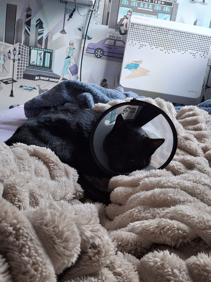 Zaechjj's tweet photo. недавнв писала алимпиаду по физике аээ и котенку седня атрезали яйки❤️ https://t.co/mDdIiGJAcJ