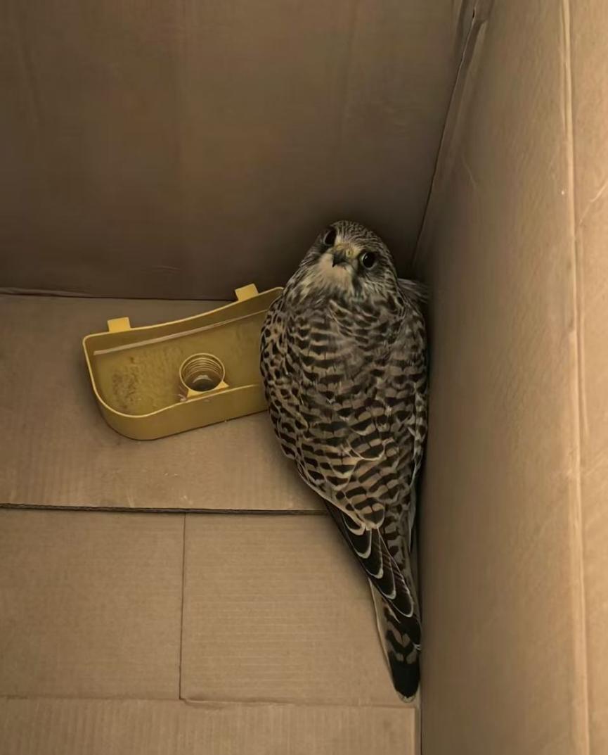 GenertecCMC's tweet photo. 🐾 Happy World Animal Day!
What happens when an engineering project meets nature’s original residents? At our project sites, rescued kestrels find refuge and care, while friendly antelopes freely drop by to roam... https://t.co/bRJwRnSvwt
