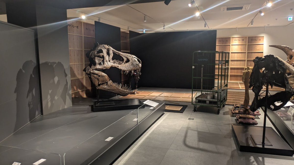 Tambaryu0807's tweet photo. 【#大恐竜展 設営中🦕】

10月10日 (土) 開幕の #大恐竜展 では、
なんと、常設展ゾーン4「生命のあゆみ」から先を、特別展仕様に一新！

さらに、ゾーン3では、特別展 #丹波と福井の恐竜たち を引き続き開催！

もはや常設展の面影がなく、以前ご来館された方も必ず楽しめます！
開幕をお楽しみに！🦖 https://t.co/NQYZKgbu3g