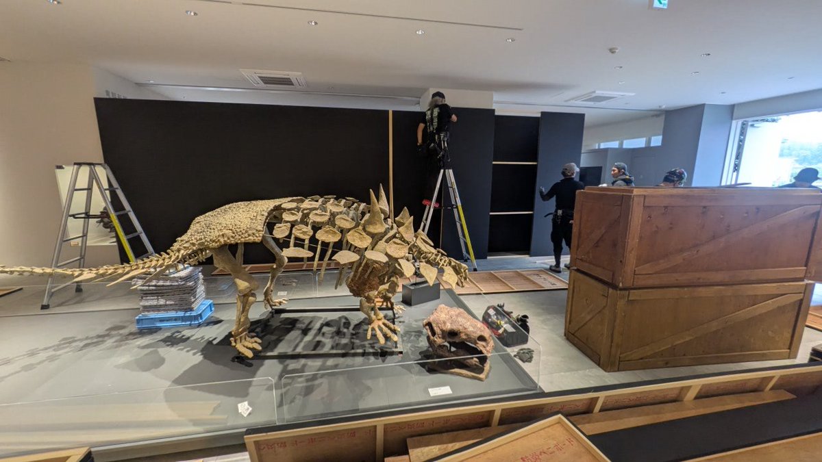 Tambaryu0807's tweet photo. 【#大恐竜展 設営中🦕】

10月10日 (土) 開幕の #大恐竜展 では、
なんと、常設展ゾーン4「生命のあゆみ」から先を、特別展仕様に一新！

さらに、ゾーン3では、特別展 #丹波と福井の恐竜たち を引き続き開催！

もはや常設展の面影がなく、以前ご来館された方も必ず楽しめます！
開幕をお楽しみに！🦖 https://t.co/NQYZKgbu3g