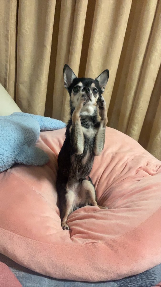suteki_dog's tweet photo. おいも？ https://t.co/y6in9b5kjp