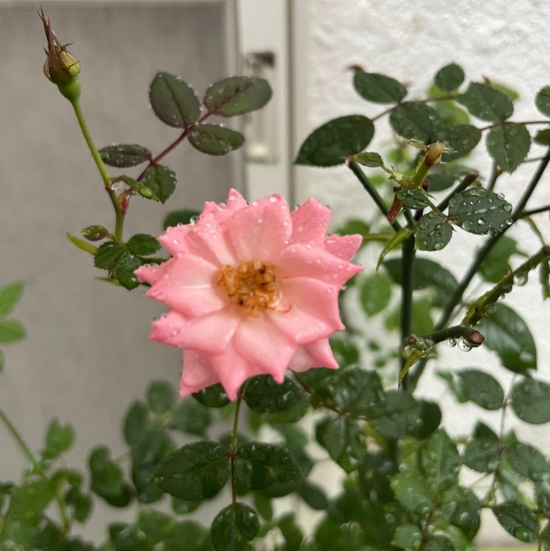 may_maymoon's tweet photo. クリーニング屋さんの軒先に咲いてた薔薇 https://t.co/qSDNVxblaI