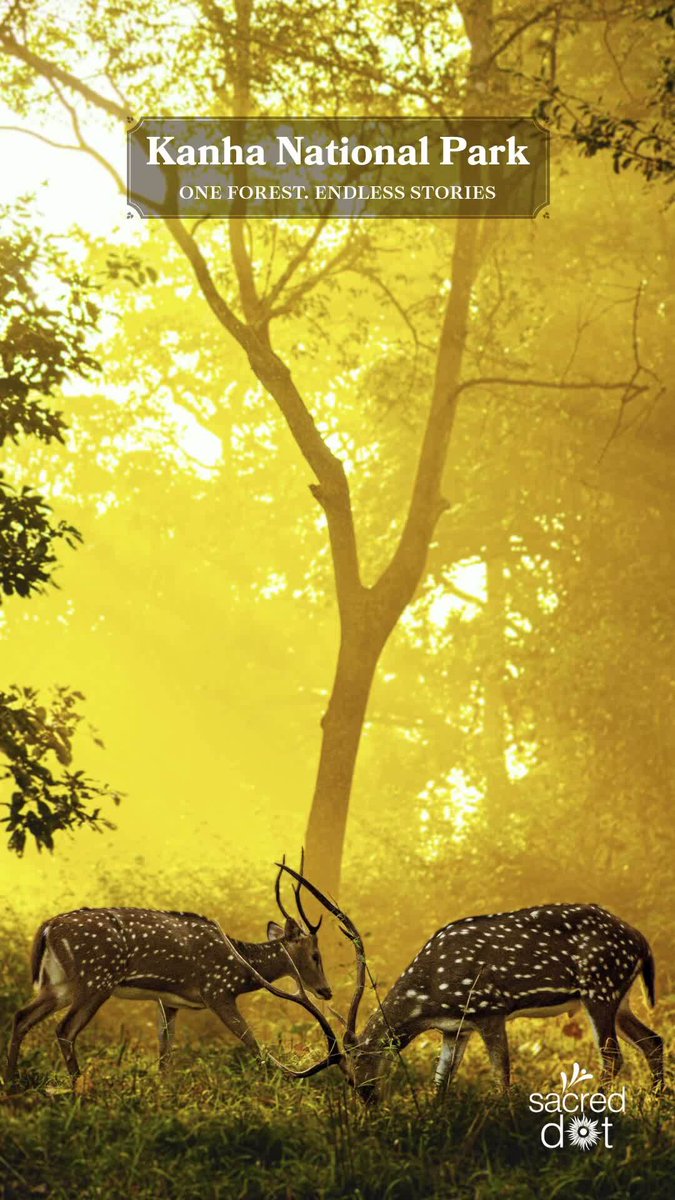 stephyboo98's tweet photo. Kanha National Park, Madhya Pradesh: Ancient forests, open meadows and wild trails await. Slow down, connect with nature and discover a wilderness where every moment tells a story. https://t.co/xFw8IaFA2W