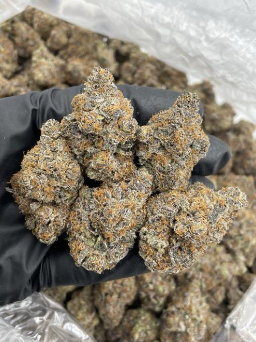 GreenDistrmqqt's tweet photo. Candy Orange Peelz indoors 🍊🍭

Fire full color buds coated in frost with orange hairs and nice structure! Super loud mix of candy LCG &amp; Orange citrus noses! 🔥 

Unit / 1150
3+ / 1100
5+ / 1050
10+ / 1000

https://t.co/E2IGWLoBO9

Hp / 600
Qp / 350 https://t.co/nZfHOqibDW